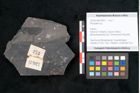 Foto (Objekt + Etikett) von Pecopteris sp.  (NHMW-GEO-2024-0188-10927)